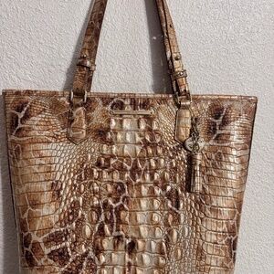 Asher-Camel Safari Melbourne Brahmin